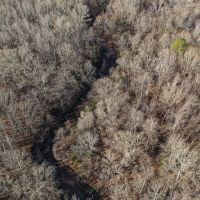 Webster County 177 Acre Hunting and Timber Investment images 3