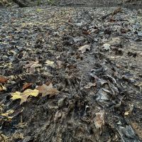 Webster County 177 Acre Hunting and Timber Investment images 5