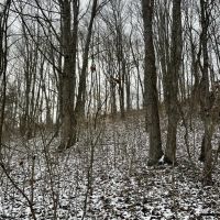 Workman Rd Fayette County - 24 Acres images 3