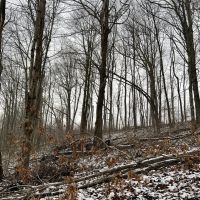 Workman Rd Fayette County - 24 Acres images 5