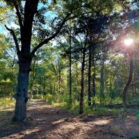 Pat Mayse WMA- 62 - Acres images 3
