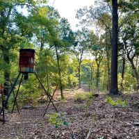 Pat Mayse WMA- 62 - Acres images 5