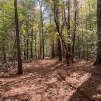 Turnkey 26.5 Acres for Sale in Clinton LA images 4