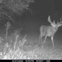 North Missouri Whitetails images 3