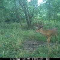 North Missouri Whitetails images 5
