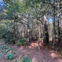 27.8 acres of Residential Recreational Timberland For Sale in Caroline County VA images 5