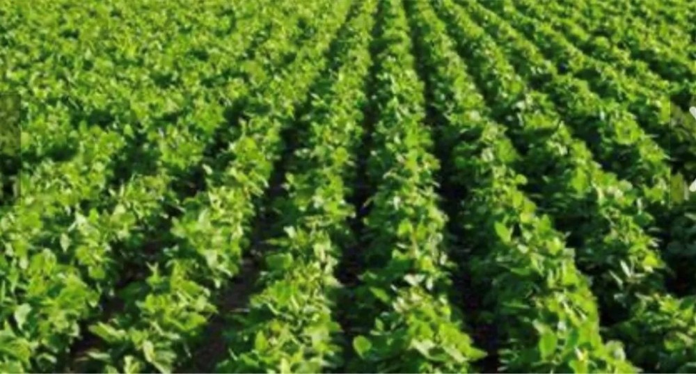 83.58 Acres in Tallahatchie County in Charleston MS featured image