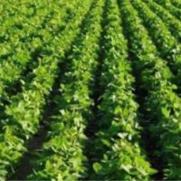 83.58 Acres in Tallahatchie County in Charleston MS