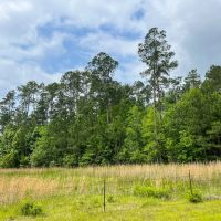 47 Acres Elise Gore Lane C-5 Silsbee Stake