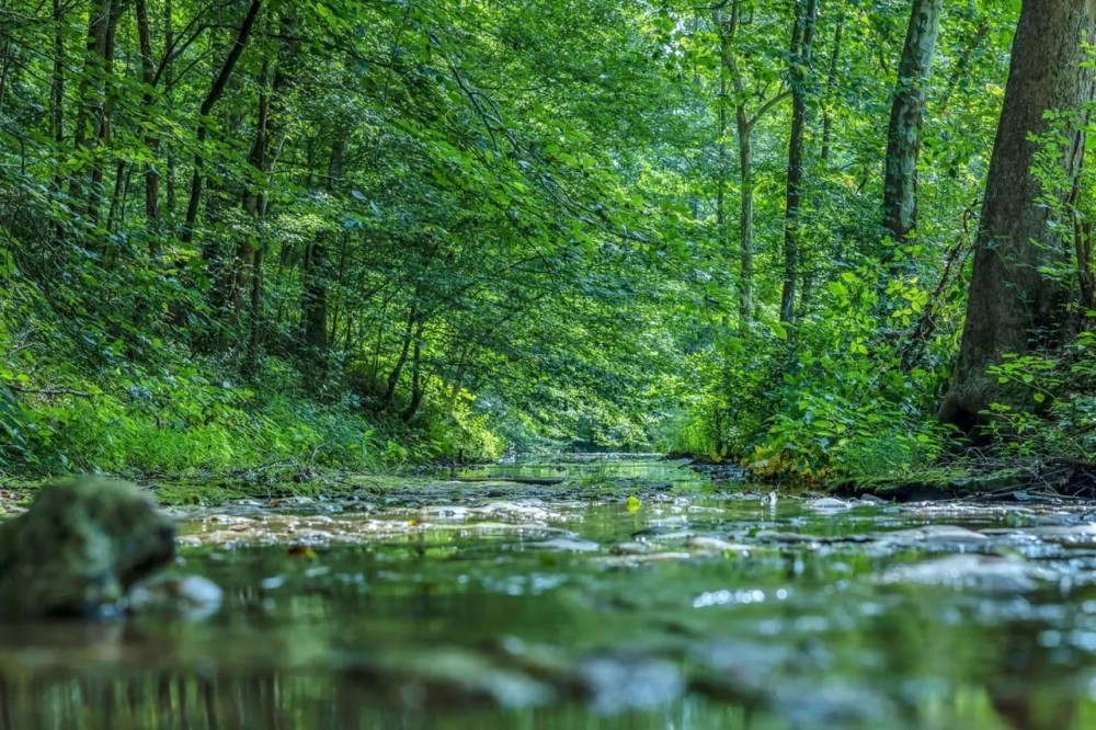 45.82 acres of prime land located in Macon County Tennessee featured image