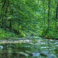 45.82 acres of prime land located in Macon County Tennessee