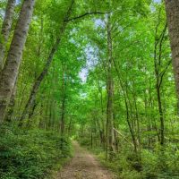 45.82 acres of prime land located in Macon County Tennessee images 5