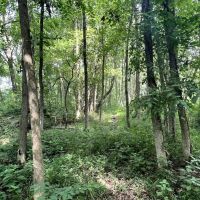 18.2 Acres Warrick County images 5