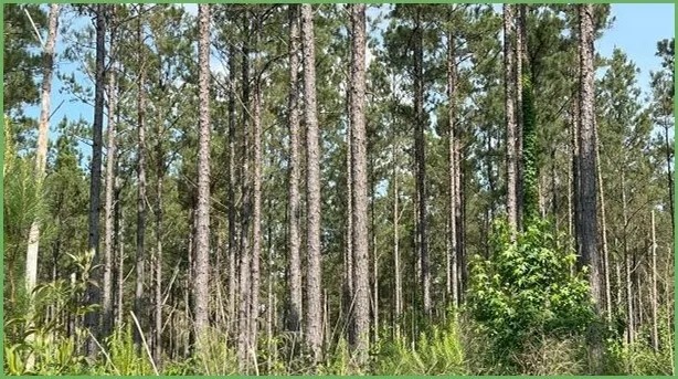 26.7 Acres in Rankin County in Sandhill MS featured image