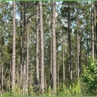 26.7 Acres in Rankin County in Sandhill MS