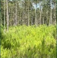 26.7 Acres in Rankin County in Sandhill MS images 2