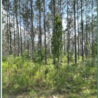26.7 Acres in Rankin County in Sandhill MS images 3