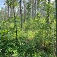 26.7 Acres in Rankin County in Sandhill MS images 4