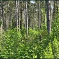 26.7 Acres in Rankin County in Sandhill MS images 5