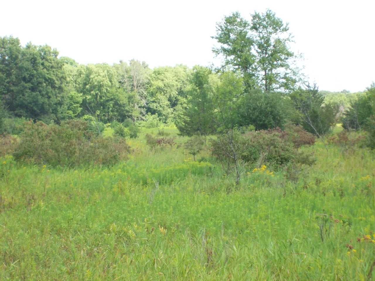 Trophy Whitetail Deer Hunting Property Columbia County WI Hunting