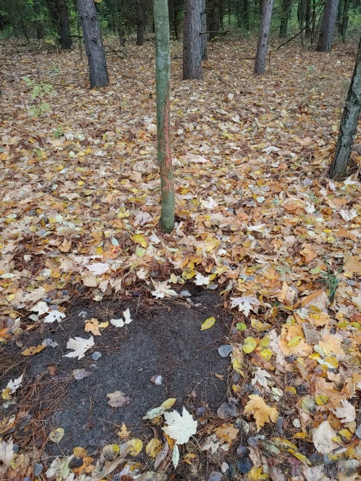 Buildable Hunting and Crop Land Isabella County MI featured image