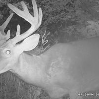Buildable Hunting and Crop Land Isabella County MI images 5