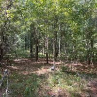 Lenard Tract Ouachita Parish 30 Acre - images 2