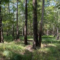 Lenard Tract Ouachita Parish 30 Acre - images 3