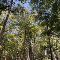Lenard Tract Ouachita Parish 30 Acre - images 4