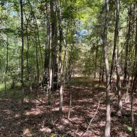 Lenard Tract Ouachita Parish 30 Acre - images 5