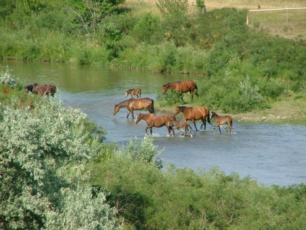 Rivervale Farm featured image