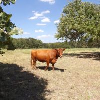 Butterfield Crossing Ranch Johnston Atoka images 3