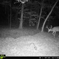 34.12 Acres Timberland Hunting Land for Sale Southeast LA images 2