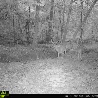 34.12 Acres Timberland Hunting Land for Sale Southeast LA images 3
