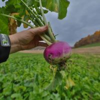 Hunting Land for Sale in Richland County Wisconsin images 5