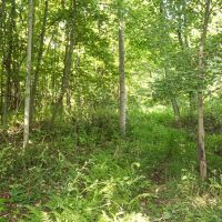 Union Hill Rd - 49 acres - Guernsey County images 2