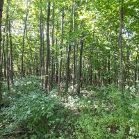 Union Hill Rd - 49 acres - Guernsey County images 4