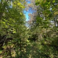 45 -acres Unrestricted Hunt out your back door. images 3