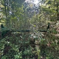 45 -acres Unrestricted Hunt out your back door. images 5