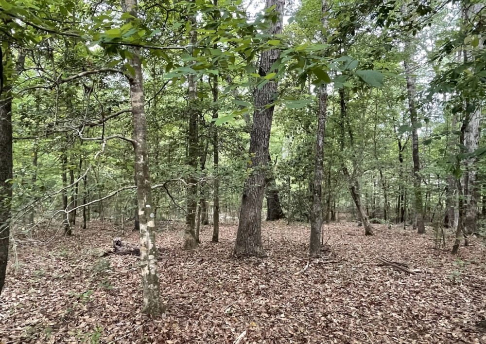 12.66 Acres in Amite County in Liberty MS featured image