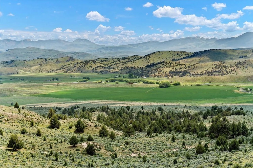 Four S Land Cattle featured image