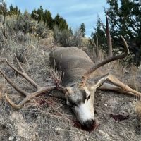 Four S Land Cattle images 4