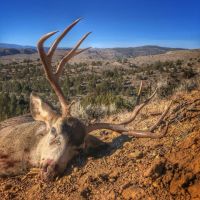 Four S Land Cattle images 5