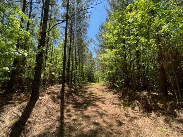 149 acres in Utica MS Deer Turkey and Timberland featured image