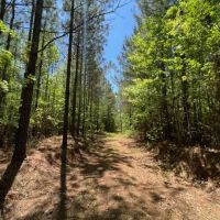 149 acres in Utica MS Deer Turkey and Timberland images 1