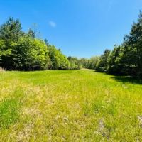 149 acres in Utica MS Deer Turkey and Timberland images 2