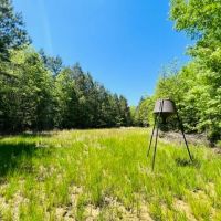 149 acres in Utica MS Deer Turkey and Timberland images 3
