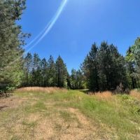 149 acres in Utica MS Deer Turkey and Timberland images 4