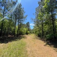 149 acres in Utica MS Deer Turkey and Timberland images 5