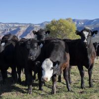 Colorado Cattle Ranch Horse Property for Sale images 5